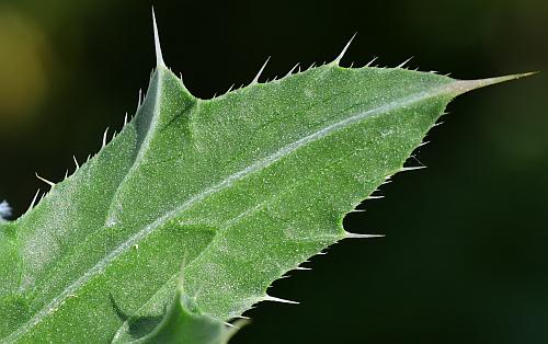 Carduus_nutans_leaf2a.jpg