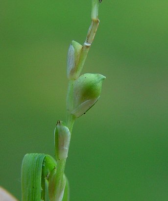 Carex_albursina_fruit.jpg