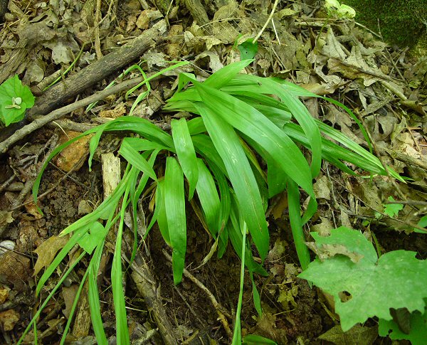 Carex_albursina_plant.jpg