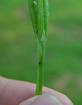 Carex_albursina_sheath.jpg