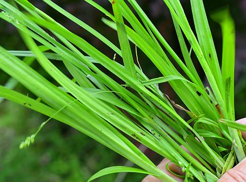 Carex_blanda_leaves.jpg