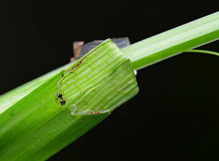 Carex_blanda_ligule.jpg