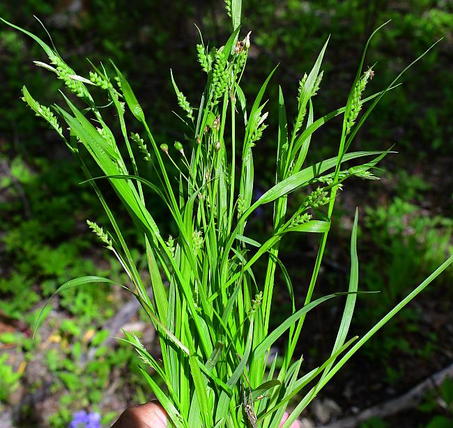 Carex_blanda_plant.jpg