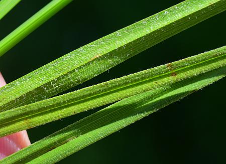 Carex_bushii_leaves.jpg