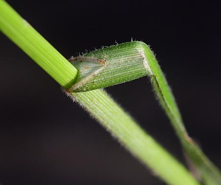 Carex_bushii_ligule.jpg