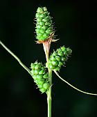 Carex bushii thumbnail