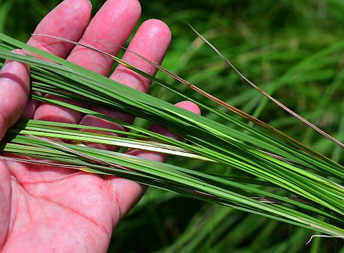 Carex_buxbaumii_leaves.jpg