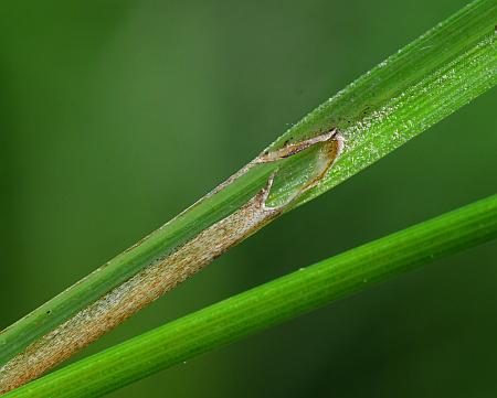 Carex_buxbaumii_ligule.jpg