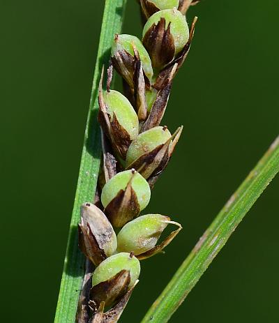 Carex_buxbaumii_perigynia1.jpg