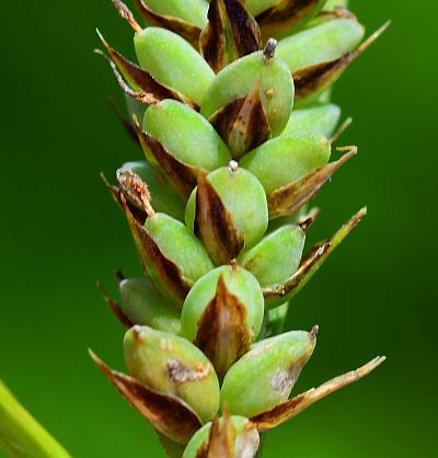 Carex_buxbaumii_perigynia2.jpg