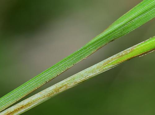 Carex_buxbaumii_sheaths.jpg