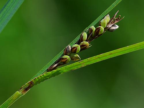 Carex_buxbaumii_spike1.jpg