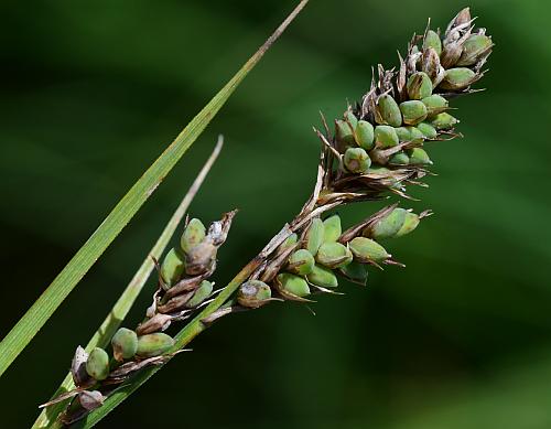 Carex_buxbaumii_spike2.jpg