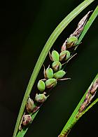 Carex buxbaumii thumbnail