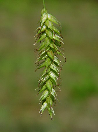 Carex_cherokeensis_fruits.jpg