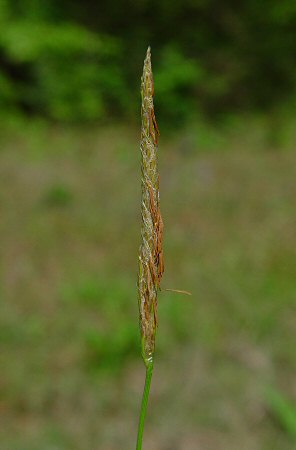 Carex_cherokeensis_staminate_inflorescence.jpg