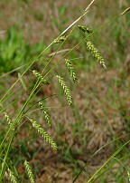 Carex cherokeensis thumbnail