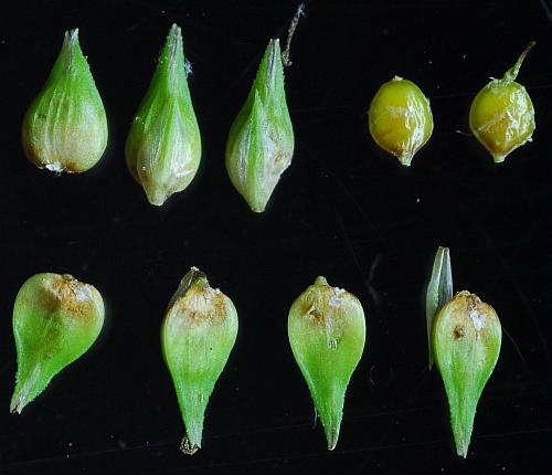 Carex_conjuncta_fruits.jpg