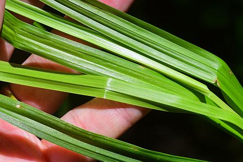 Carex_conjuncta_leaves.jpg