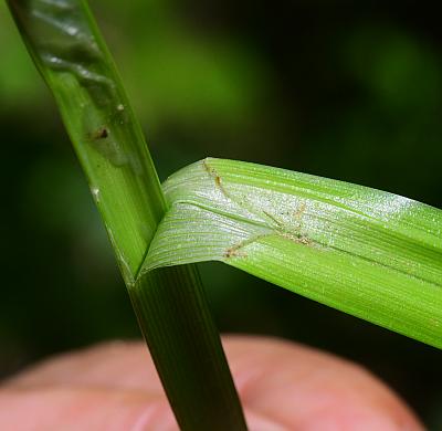 Carex_conjuncta_ligule.jpg