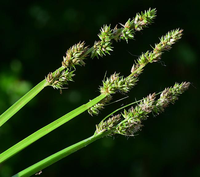 Carex_conjuncta_plant.jpg