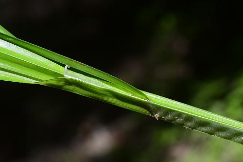 Carex_conjuncta_sheaths.jpg