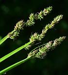 Carex conjuncta thumbnail