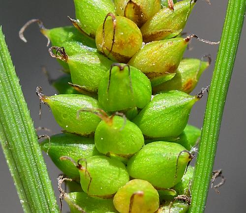 Carex_crawei_perigynia.jpg