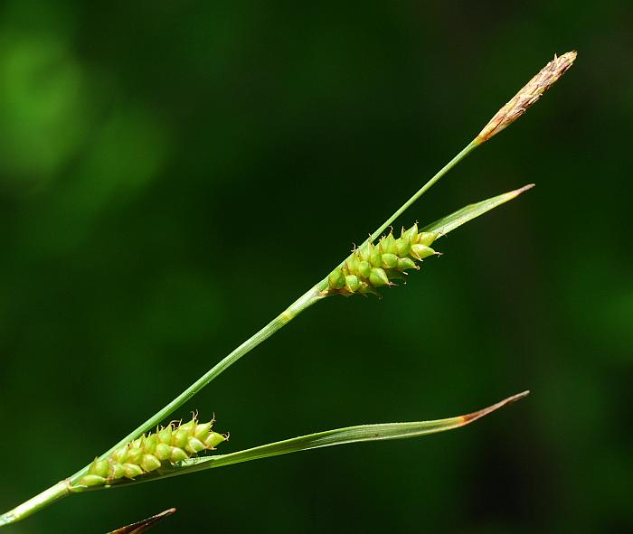 Carex_crawei_plant.jpg