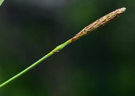 Carex_crawei_spike1.jpg