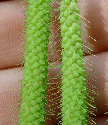 Carex_crinita_fruits.jpg