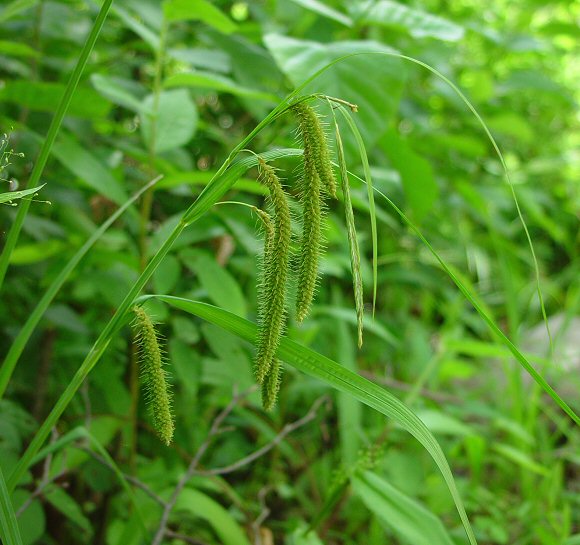 Carex_crinita_plant.jpg