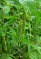 Carex crinita thumbnail