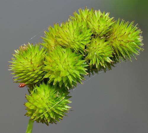 Carex_cristatella_inflorescence1.jpg