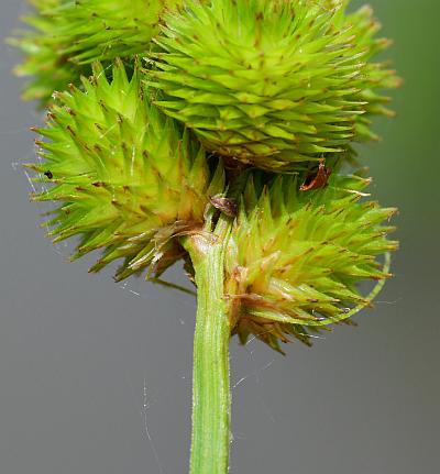 Carex_cristatella_inflorescence2.jpg