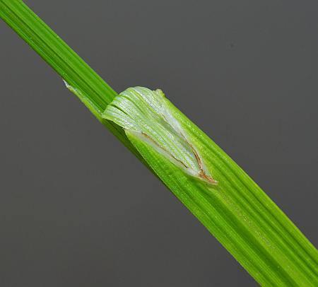Carex_cristatella_ligule.jpg