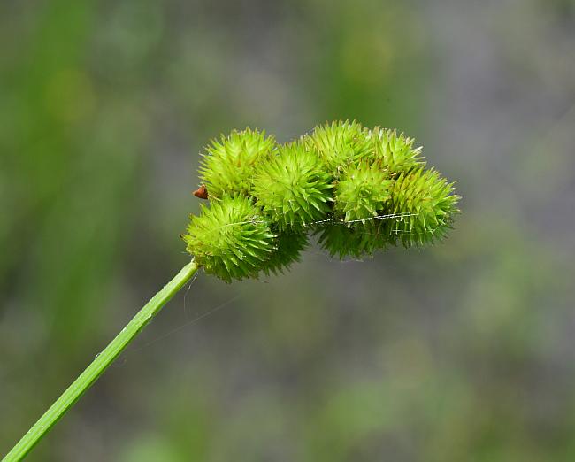 Carex_cristatella_plant.jpg