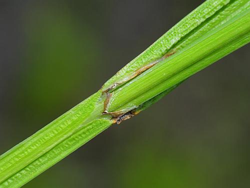 Carex_cristatella_sheath1.jpg