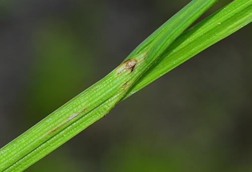 Carex_cristatella_sheath2.jpg