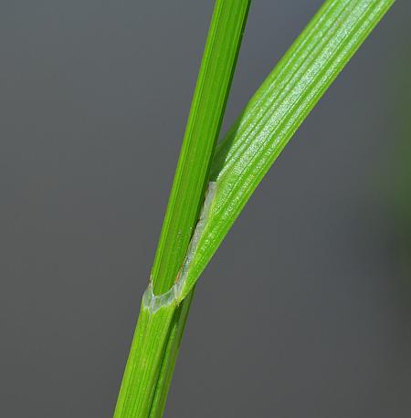 Carex_cristatella_stem.jpg