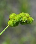 Carex cristatella thumbnail