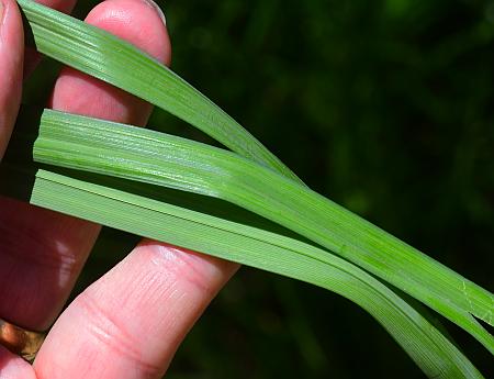 Carex_crus-corvi_leaves.jpg