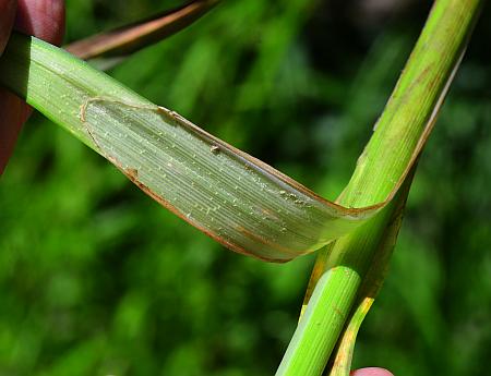 Carex_crus-corvi_ligule.jpg