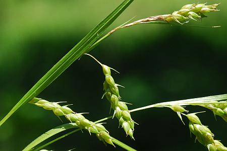 Carex_davisii_inflorescence.jpg