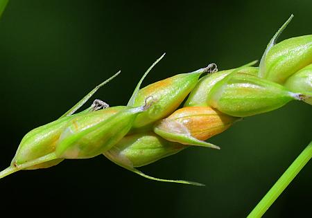 Carex_davisii_perigynia1.jpg