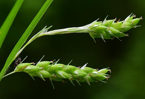 Carex_davisii_spikes.jpg