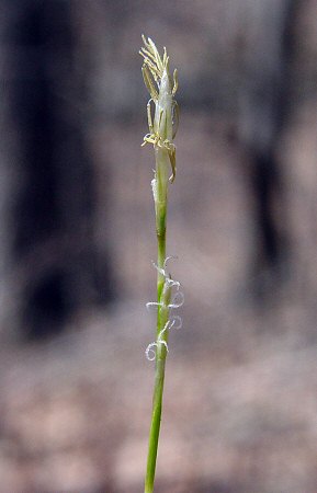 Carex_eburnea_flowers.jpg