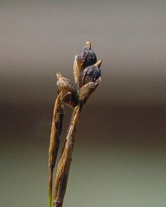 Carex_eburnea_fruits.jpg