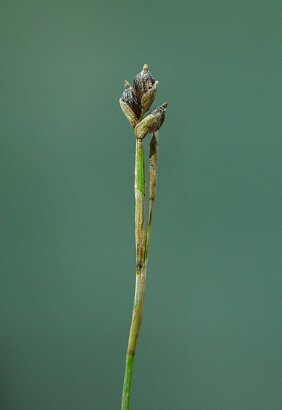 Carex_eburnea_inflorescence.jpg