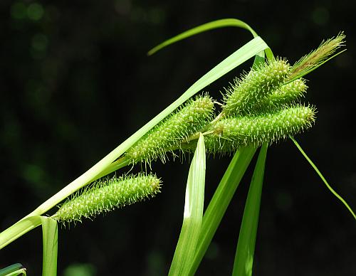 Carex_frankii_inflorescences.jpg